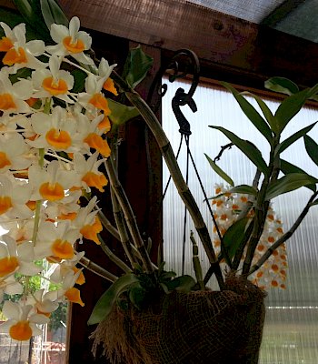 Dendrobium aggregatum